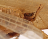 CollectionObject 1534697; b00373bf-7642-4342-81e4-56659568cf88: male cerci (syntype). (CollectionObject).
