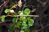 copyright Paul D. Brock. nymph, Crown Range between Queenstown & Wanaka, 23 February 2015. Depicts Niveaphasma annulatum (Hutton, 1898), an Otu.