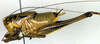 male, lateral view (holotype). Depicts CollectionObject 1500462; c817e3de-6085-4987-aad8-2c2b4ce14d29, a CollectionObject.