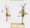 CollectionObject 1561480; 75e3de03-9f05-4be1-b4c7-e8a173e8faf7: copyright MHNG Geneva. male (syntypes). (CollectionObject).