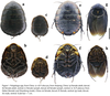 Polyphaga plancyi Bolívar, 1883: Polyphaga plancyi. (Otu).