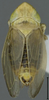 Habitus, dorsal view on Arocephalus (Arocephalus) languidus (Flor, 1861): Habitus, dorsal view. (Observation).
