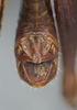 CollectionObject 2008238; 90535b2c-6094-4efd-85a0-c311e82f0f66: male abdominal terminalia, dorsal view. (CollectionObject).