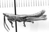 CollectionObject 1523774; 6130182b-7801-41bb-90c0-6edd1e3d4897: male, lateral view (holotype). (CollectionObject).
