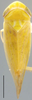 Habitus, dorsal view: !! display not done !! on Cahya chapadensis (Baker, 1923): Cahya chapadensis, dorsal habitus (INHS). (Observation).