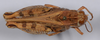 CollectionObject 1535842; 481bea03-90a5-43d9-86f8-16432a0d500a: male, dorsal view (syntype of Caloptenopsis crassiusculus). (CollectionObject).