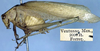 CollectionObject 1517310; 296377fc-7ed9-4e7a-9ad3-008e2184ba45: male, lateral view (holotype). (CollectionObject).