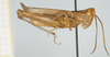 CollectionObject 1581310; ed1023fd-61dc-4eff-aade-5178bf404a7a, NHMUK10924580: male, lateral view. (CollectionObject).