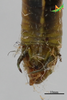 CollectionObject 2229409; Unioeste Cascavel K-0156, cd67cb90-ddb0-431b-adc9-8cfb8e7f9676: K-0156. Male, terminalia in dorsal view. (CollectionObject).