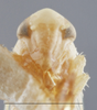Head: !! display not done !! on Empoa (Empoa) querci Fitch, 1851: (Observation).