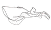 Dichroplus misionensis Carbonell, 1968: Fig. 92. endophallus, lateral view. (Otu).