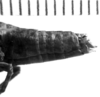 CollectionObject 1540729; 21c4bf65-814a-47c1-856b-045a0a1a96d9, MNHN-EO-CAELIF2448: Image, Carbonell, C.S. female abdomen tip, lateral view (holotype). (CollectionObject).