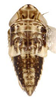 Habitus, lateral view: Icaia laoroya, nymph (INHS). (Observation).