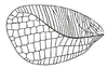 Fig. 192. male left tegmen (length 43-48 mm). Depicts Phyllopectis crepitans (Redtenbacher, 1892), an Otu.