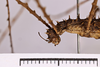 CollectionObject 1558137; 1538b937-0ef1-466b-a439-0ce0bdb24f0a: copyright MNHG, Geneva. female: head & thorax, lateral view (syntype). (CollectionObject).;CollectionObject 1558138; e96a9060-98ad-481a-b0ea-009f1452e544: copyright MNHG, Geneva. female: head & thorax, lateral view (syntype). (CollectionObject).