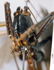 CollectionObject 1506475; MHNG 3225777, b9ca49f8-4cce-4863-a9f8-edfbeeb8cceb: female frons. (CollectionObject).