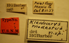 CollectionObject 1597002; 47ebc46b-08a3-4b03-bd18-1ebeb766b91b: Kleidocerys modestus - Holotype Labels (NMNH) - (CC BY-NC 3.0) - Photo by Pablo M. Dellapé with permission from the National Museum of Natural History (NMNH), Smithsonian Institution, Washington, D.C. (CollectionObject).