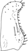 Subgenital plate, ventral view on Anufrievia jinghongensis Cao & Zhang, 2018: Subgenital plate. (Observation).