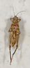 CollectionObject 1528788; 1f1ddd62-7b7b-4702-99b8-14122e6393e8: female, ventral view (holotype). (CollectionObject).