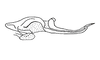 Anoptotettix levis Amédégnato & Descamps, 1979: Fig. 110. endophallus, lateral view. (Otu).
