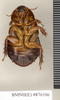 Ancaudellia thomsoni (Kirby, 1903): Copyright Natural History Museum, London. Paralectotype (male) in BM(NH). Ventral view. (Otu).