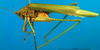 CollectionObject 1501730; 428ba365-fa24-4e12-a078-46b1852afd01: male habitus lateral view (syntype). (CollectionObject).