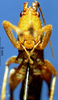 CollectionObject 1516752; 93aa3b64-2084-4f1d-a50d-dc0a6d908732: female, frontal view (holotype). (CollectionObject).