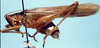 CollectionObject 1522106; f17c7dbf-ee79-46b7-bebc-7909de8a95e0: male, lateral view (holotype). (CollectionObject).