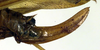 CollectionObject 1502654; f660cccb-8781-4603-ad08-87db2e26b7a8: ovipositor (paralectotype). (CollectionObject).