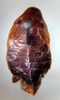 Parcoblatta americana (Scudder, 1900): Photo taken by Heidi Hopkins. (Otu).