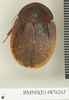 CollectionObject 1573153; acee7ce7-4b66-425d-a9f9-26bef69505f4: Copyright Natural History Museum, London. Non-type (adult female) in BM(NH). Dorsal view. (CollectionObject).