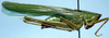 CollectionObject 1522264; 9c654cd0-5aa6-4db9-982e-e88c1b5c1454: male (holotype). (CollectionObject).