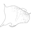 Pygofer, lateral view on Arboridia (Arboridia) echinata Song & Li, 2013: (Observation).