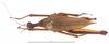 CollectionObject 1581858; 716bcb35-9a55-4c80-b14c-1d7d11047c54: female, dorsal view (paratype). (CollectionObject).
