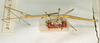 CollectionObject 1559646; c608c8f6-abbf-4aca-ba3e-41a98eb74263: copyright NHRS, Stockholm. male, lateral view (holotype). (CollectionObject).