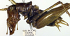 CollectionObject 1532346; 3dc0792d-5319-47a0-a8e9-f0dc5345b4d4: male, lateral view (holotype). (CollectionObject).