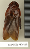 Ancaudellia marshallae Roth, 1977: Copyright Natural History Museum, London. Paratype (adult female) in BM(NH). Dorsal view. (Otu).