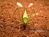 Stilpnochlora couloniana (Saussure, 1861): female, frontal view. (Otu).