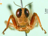 CollectionObject 1500976; 81a29ce5-3056-40e9-a787-f03ac88db435, DORSA BA000596S01: male, frontal view (holotype). (CollectionObject).