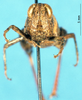 CollectionObject 1507094; ff86fca0-f4d3-4838-ad91-8ddeb4fa7799: female, frontal view (holotype). (CollectionObject).