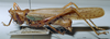 CollectionObject 1537783; NNM 3225790, 3564b5ea-c06e-4378-973d-aa982052fa21: male, lateral view. (CollectionObject).