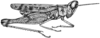 Eupnigodes sierranus (Rehn & Hebard, 1909): Fig. 9. male, lateral view. (Otu).