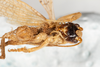 CollectionObject 1531231; 13b3a7ff-4e15-4dad-ac61-d772052170fc: male, ventral view (holotype). (CollectionObject).