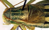 CollectionObject 1500642; 7e59d88b-8259-46e5-840b-6ba51e5ef580, DORSA BTisonerHTM: male head and pronotum, dorsal view (holotype). (CollectionObject).