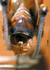 CollectionObject 1503239; MBBJ 3224696, cd65970e-4160-41e0-bd48-6dcd27387d31: male cerci. (CollectionObject).