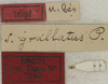CollectionObject 1535993; 8c90b7ea-0f7a-492a-bd54-ceee962962ca: labels (syntype). (CollectionObject).