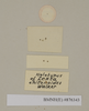 Petasodes moufeti (Kirby, 1817): Copyright Natural History Museum, London. Labels from holotype (unsexed nymph) of synonym Laxta chitonoides Walker, 1868 in BM(NH). (Otu).
