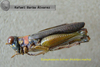 CollectionObject 1537476; a46d9c9c-32fa-4d22-8a04-6e6cb5f1cb51: male (holotype). (CollectionObject).