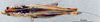 CollectionObject 1506476; 0453d3cc-f7df-4b08-a3bb-84169080b321: female habitus dorsal view (topotype). (CollectionObject).