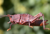 Tropidostethus angusticollis (Blanchard, 1851): female. (Otu).